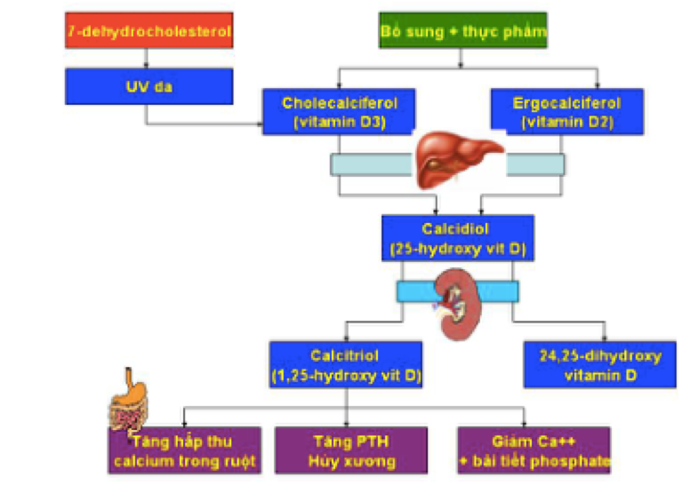 Biều đồ 1. Qui trình chuyển hóa và ảnh hưởng của vitamin D