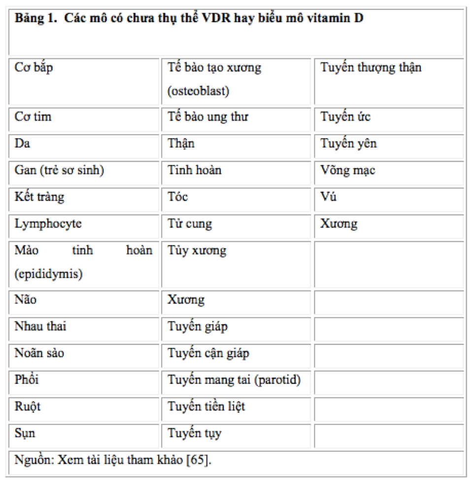 Bảng 1. Các mô có chưa thụ thể VDR hay biểu mô vitamin D