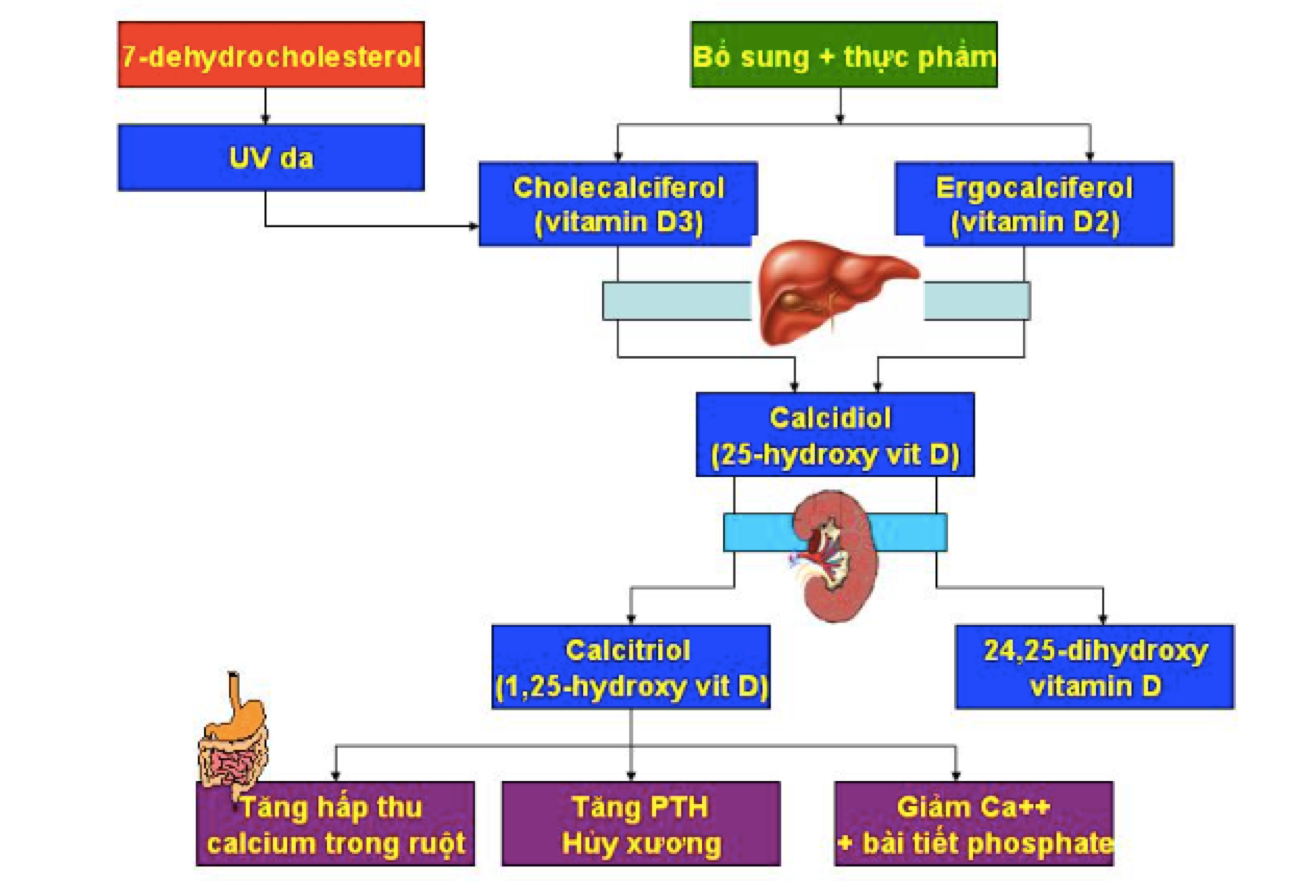 Biều đồ 1. Qui trình chuyển hóa và ảnh hưởng của vitamin D